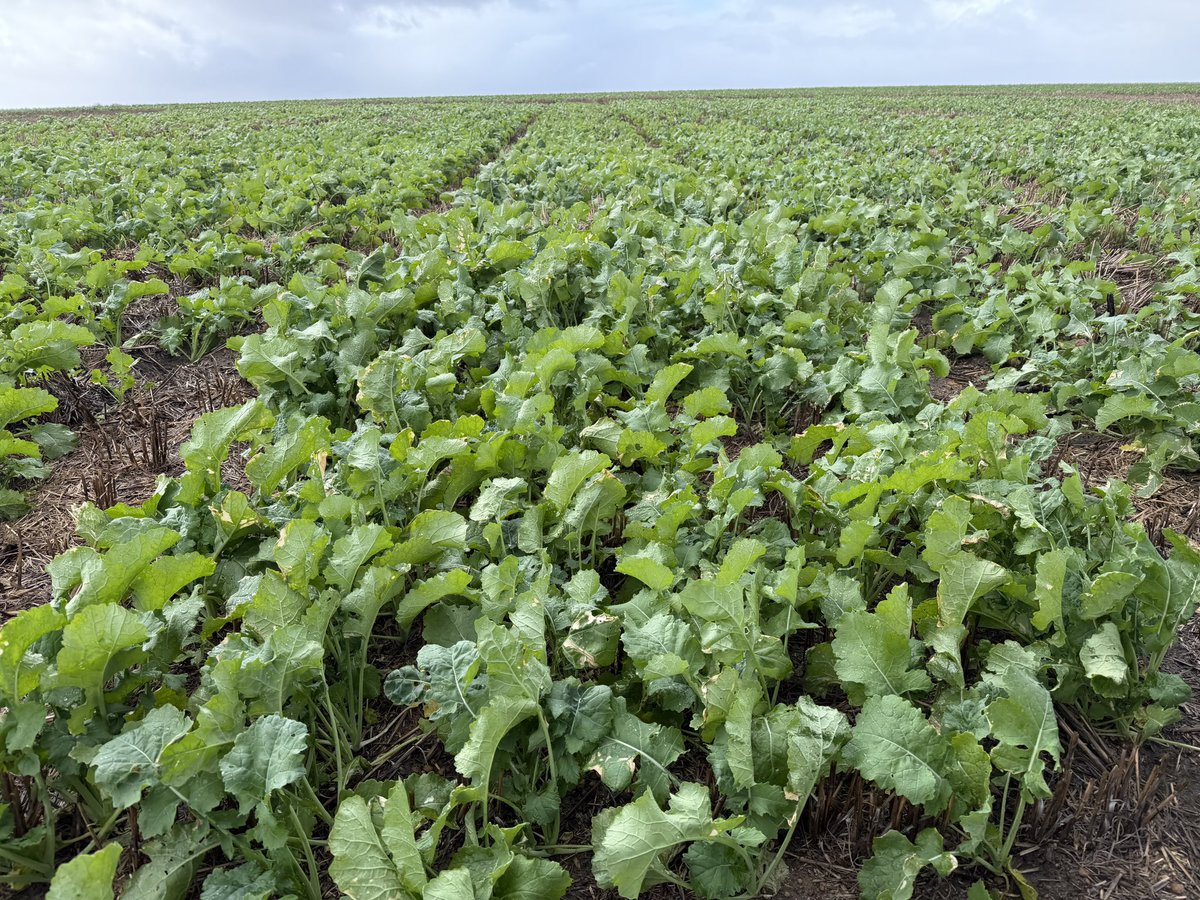 CaptainCanola's tweet photo. 2026 Gibson WA @theGRDC @GRDC_NVT Canola GLY, CL, TT Trials looking magnificent after recent rain. Well done @kalyx_australia Wet n Rainy but we are still out here scoring vigour assessments. 👍🏻⛈️ 💨@GRDCWest @PacificSeeds @FotiouMila @AgingAgro @hurgl1 @danrollsroyce @schilgee https://t.co/26w1YOagk8