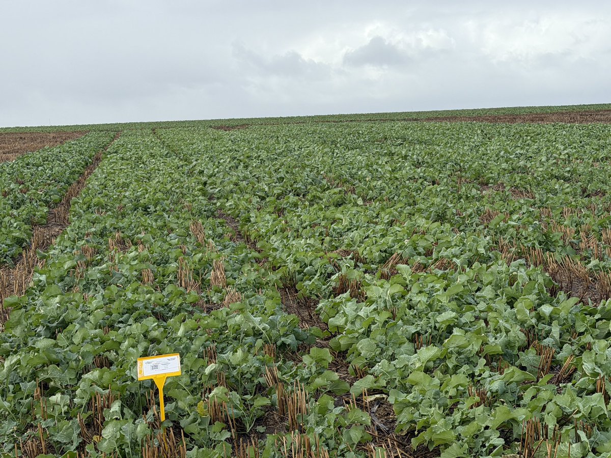 CaptainCanola's tweet photo. 2026 Gibson WA @theGRDC @GRDC_NVT Canola GLY, CL, TT Trials looking magnificent after recent rain. Well done @kalyx_australia Wet n Rainy but we are still out here scoring vigour assessments. 👍🏻⛈️ 💨@GRDCWest @PacificSeeds @FotiouMila @AgingAgro @hurgl1 @danrollsroyce @schilgee https://t.co/26w1YOagk8