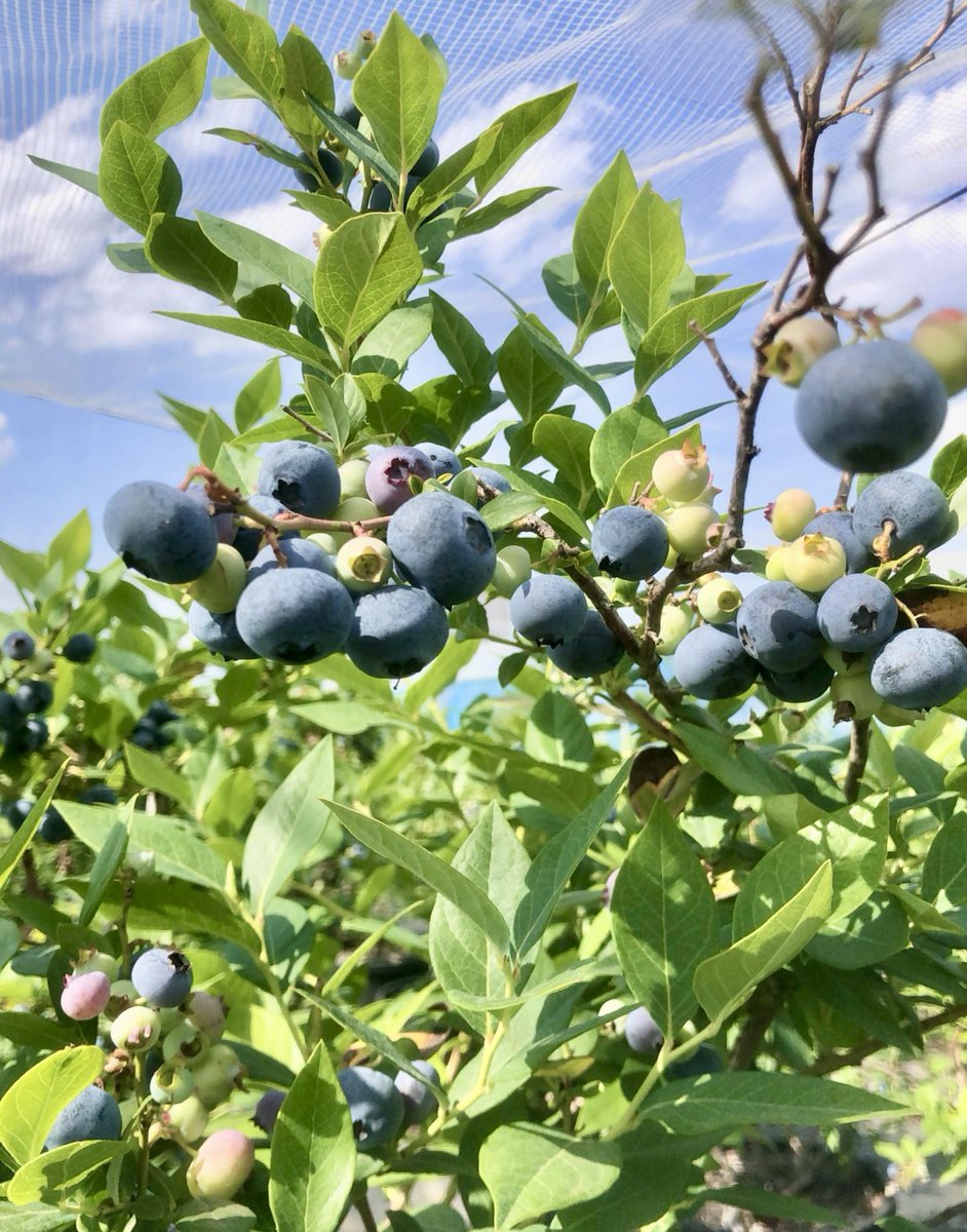 ObataFarm's tweet photo. 本日より６〜８月は直売所毎日営業❗️✨

これまで月・火・水は定休日でしたが ブルーベリーシーズン中は休まず営業します🫐
※大雨など荒天時は臨時休業☔️ ⚠️台風接近のため今週6/3(水)は休業します

朝摘みブルーベリー🫐 朝採れ枝豆🫛など夏野菜も販売中!
ブルーベリーはご予約・お取置き承ります https://t.co/pdrOtXl6Rs