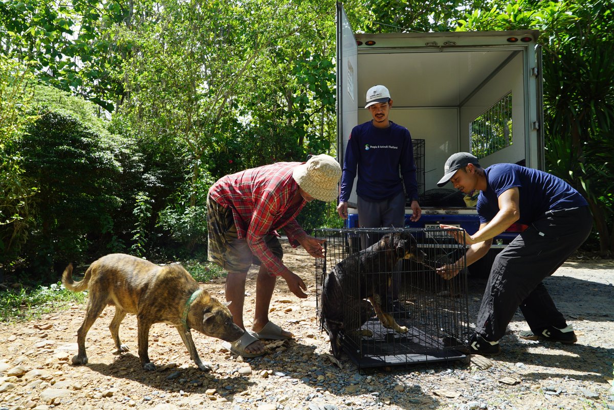 pat_animals_th's tweet photo. Last week our two teams worked together in Tha Yang and sterilised 104 dogs in three days. 🐶 By providing sterilisation and vaccinations for roaming dogs, we help prevent suffering, manage the dog population humanely, and protect #dogs from serious diseases. 💙 #CNVR #Thailand https://t.co/0IzM0WWxPM