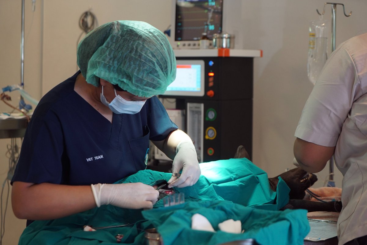 pat_animals_th's tweet photo. Last week our two teams worked together in Tha Yang and sterilised 104 dogs in three days. 🐶 By providing sterilisation and vaccinations for roaming dogs, we help prevent suffering, manage the dog population humanely, and protect #dogs from serious diseases. 💙 #CNVR #Thailand https://t.co/0IzM0WWxPM