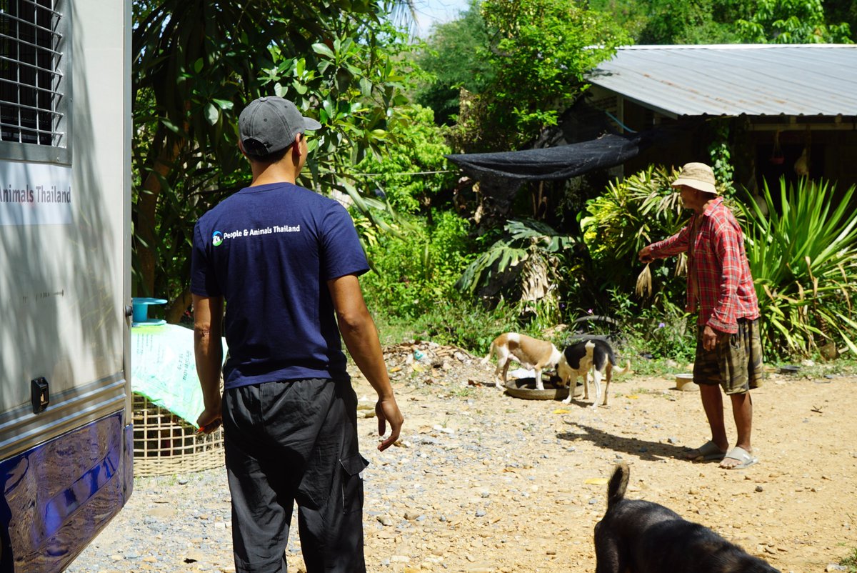 pat_animals_th's tweet photo. Last week our two teams worked together in Tha Yang and sterilised 104 dogs in three days. 🐶 By providing sterilisation and vaccinations for roaming dogs, we help prevent suffering, manage the dog population humanely, and protect #dogs from serious diseases. 💙 #CNVR #Thailand https://t.co/0IzM0WWxPM