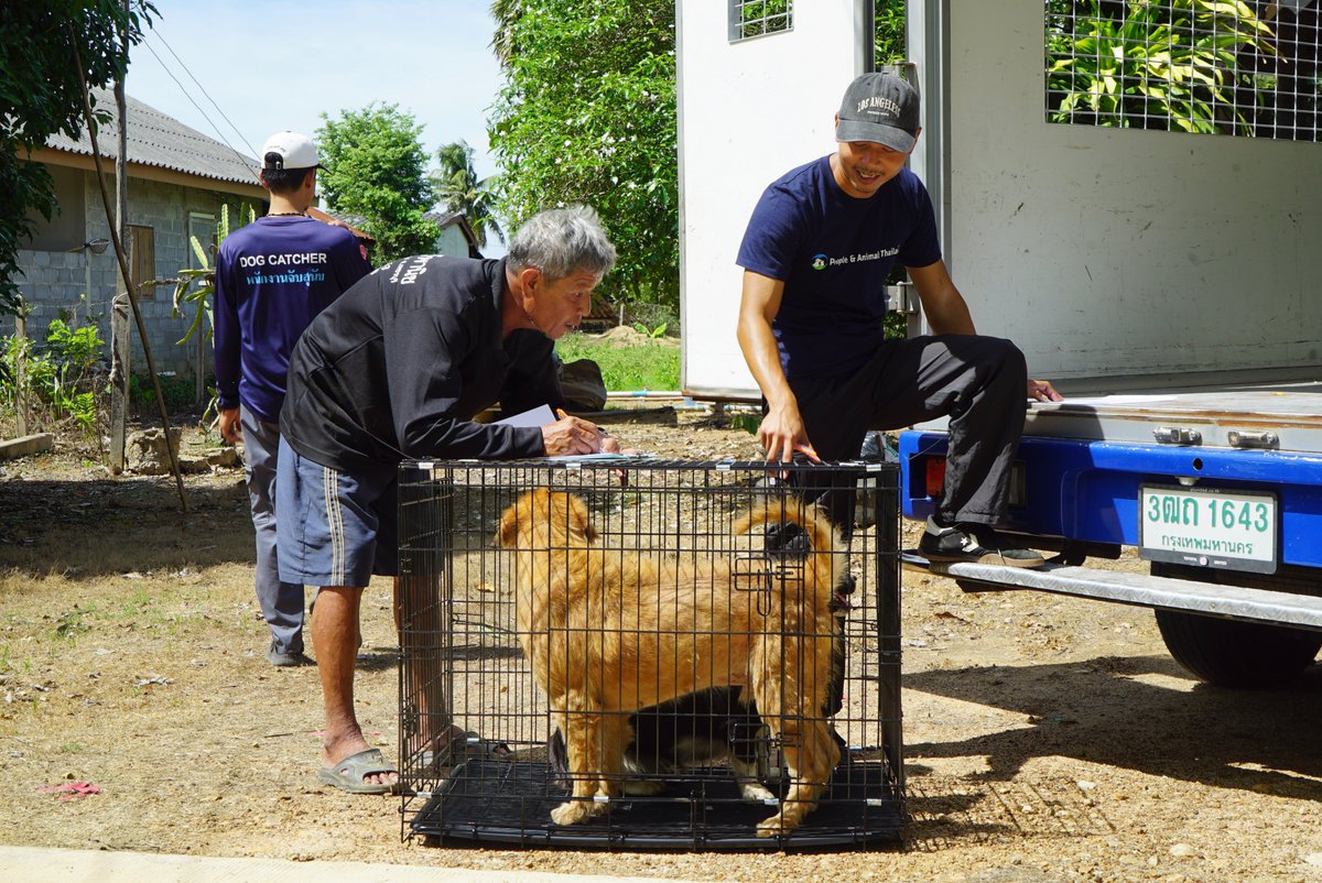 pat_animals_th's tweet photo. Last week our two teams worked together in Tha Yang and sterilised 104 dogs in three days. 🐶 By providing sterilisation and vaccinations for roaming dogs, we help prevent suffering, manage the dog population humanely, and protect #dogs from serious diseases. 💙 #CNVR #Thailand https://t.co/0IzM0WWxPM
