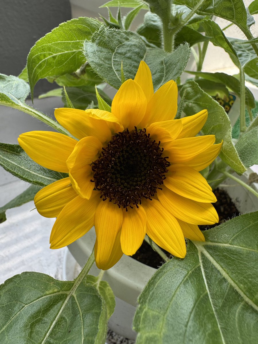BirdmanShimada's tweet photo. スタジオで育てたカラー💐

６月になりましたね😊 https://t.co/hwLE7THPfk