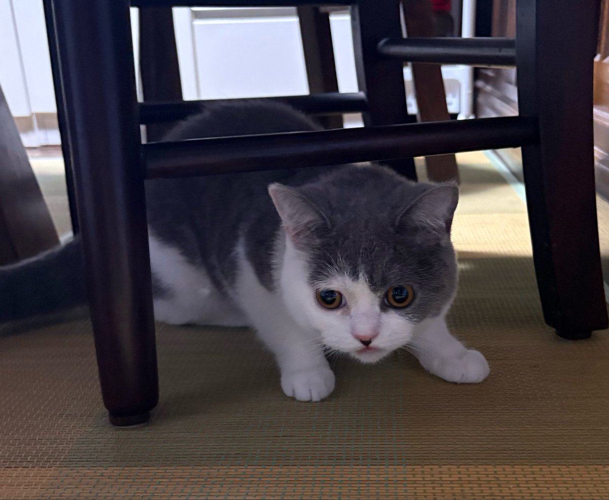 めぐ tweet media