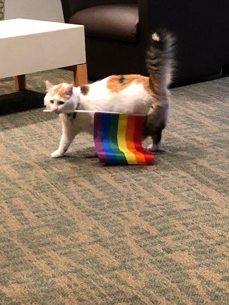 cherrybrowniie's tweet photo. happy prideee https://t.co/oSvRMgR0GN