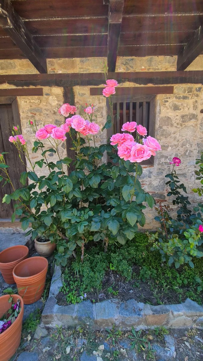 charli_says's tweet photo. Yes I will stop and smell every single rose on our walk. Yes the walk will take 3 x longer. 🌹💐🥀

#CharliSays #flowers  #prettythings #Cyprus https://t.co/HPOjKgjmUa