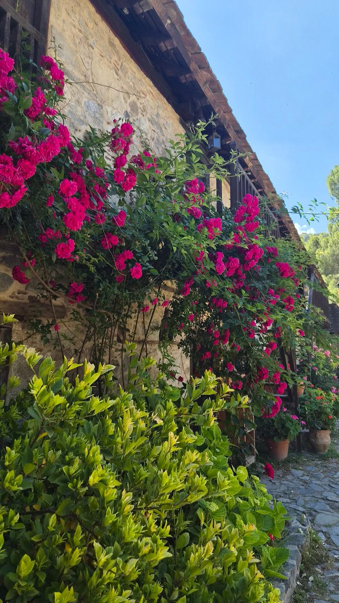 charli_says's tweet photo. Yes I will stop and smell every single rose on our walk. Yes the walk will take 3 x longer. 🌹💐🥀

#CharliSays #flowers  #prettythings #Cyprus https://t.co/HPOjKgjmUa