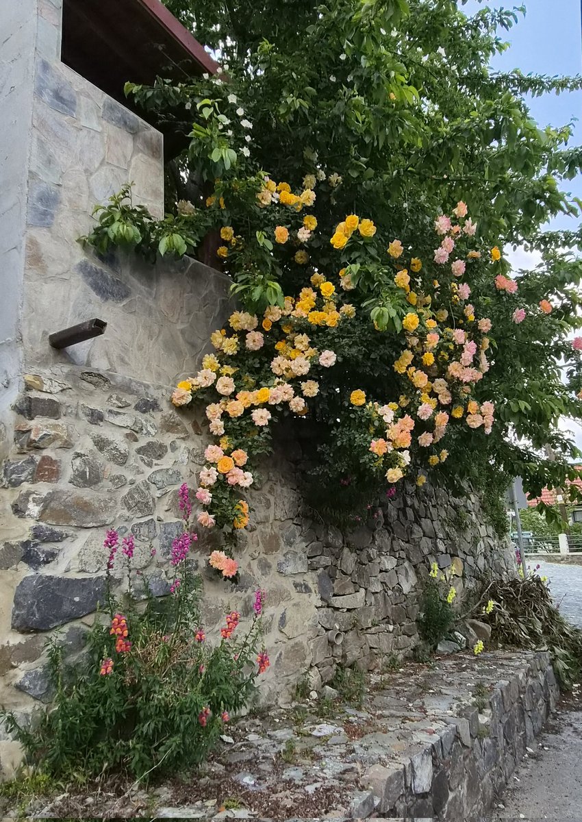 charli_says's tweet photo. Yes I will stop and smell every single rose on our walk. Yes the walk will take 3 x longer. 🌹💐🥀

#CharliSays #flowers  #prettythings #Cyprus https://t.co/HPOjKgjmUa