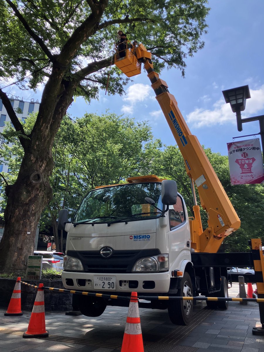 fuchu_douro's tweet photo. 道路等包括管理事業の取組として、安全に通行できる道路空間を確保するため、街路樹の管理を行っています。
写真はケヤキ並木の枯れ枝の除去を行っている様子です。（5月25日） https://t.co/SVXNLBWG5F