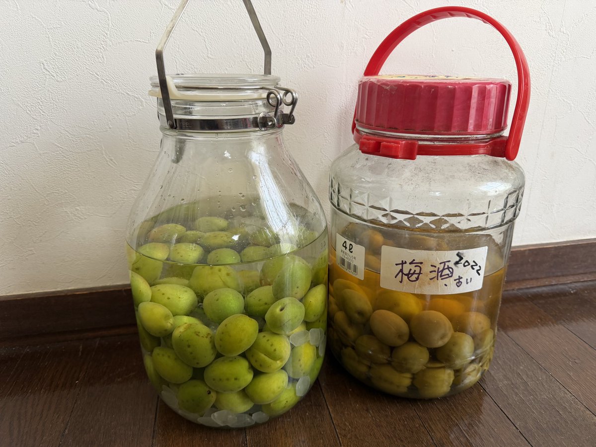 ms_otsu's tweet photo. 今年は梅の花が沢山咲いたのに実はつきませんでした。多分、鳥が他の梅の花粉を持って来なかったからだと思います。市販の梅です。今は2022年の梅酒を飲んでいます🥃 https://t.co/q68P0T64Vh