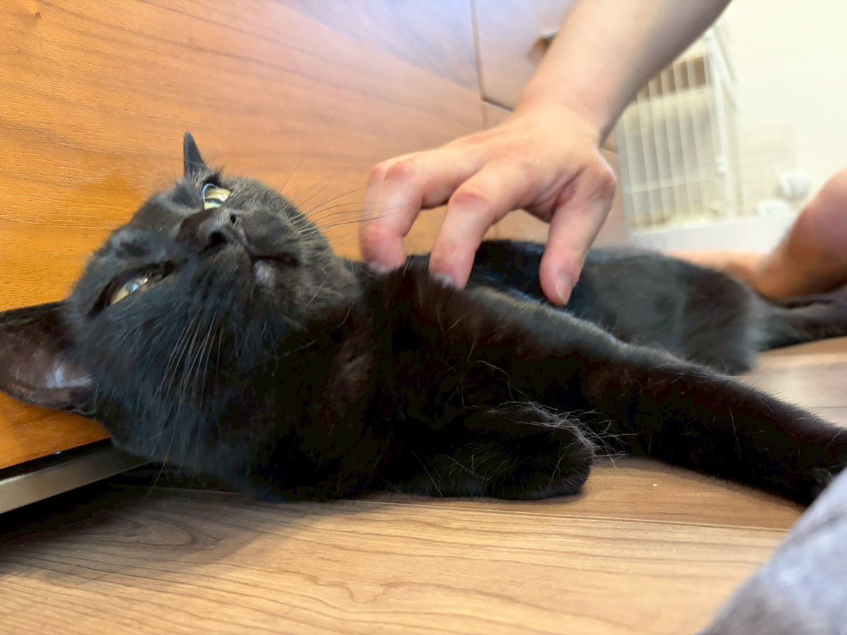 かえで tweet media