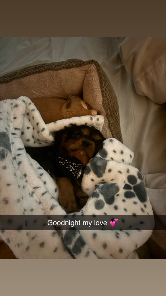 ShaylaB_'s tweet photo. this is baby , but we call hims Cozy💕 #cutestpup #cavalier https://t.co/W66XKa21Yo