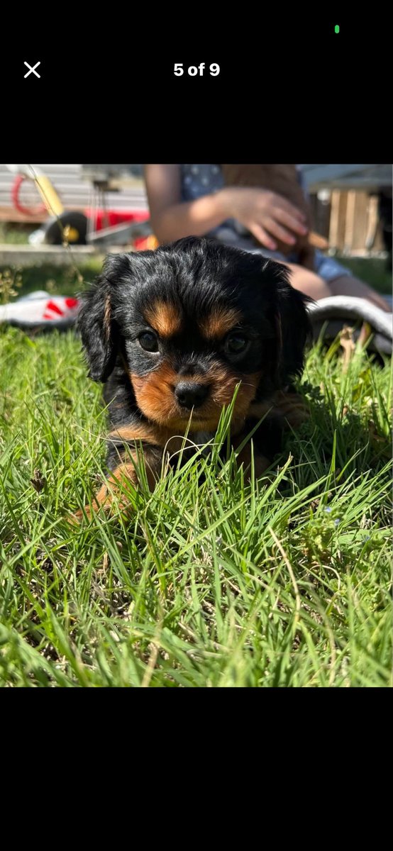 ShaylaB_'s tweet photo. this is baby , but we call hims Cozy💕 #cutestpup #cavalier https://t.co/W66XKa21Yo