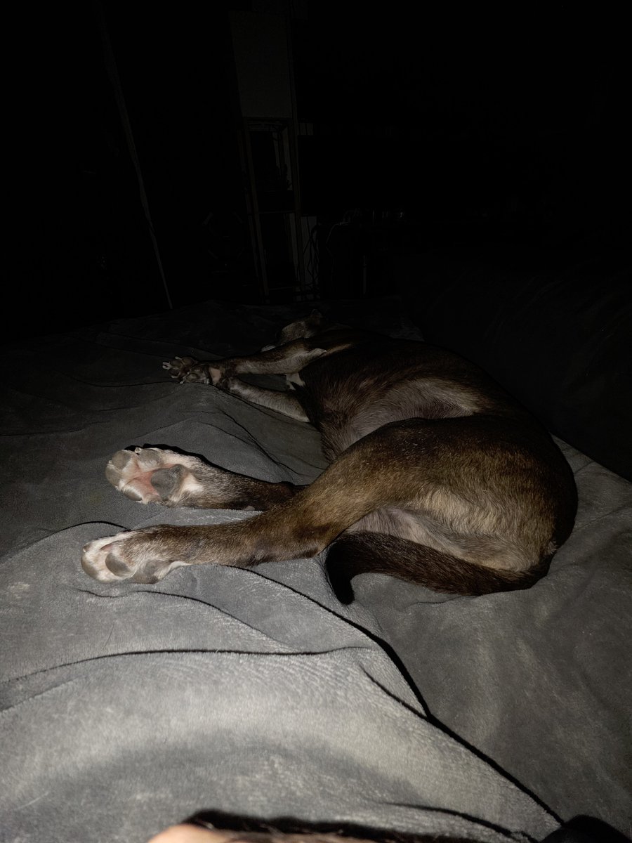 BackOurBlue's tweet photo. Is it just me or does anybody else try not to make the slightest move in bed for fear of waking up your fur baby? She always has some part of her body laying on top of me. ❤️🐾 https://t.co/hMO6x2WFoR