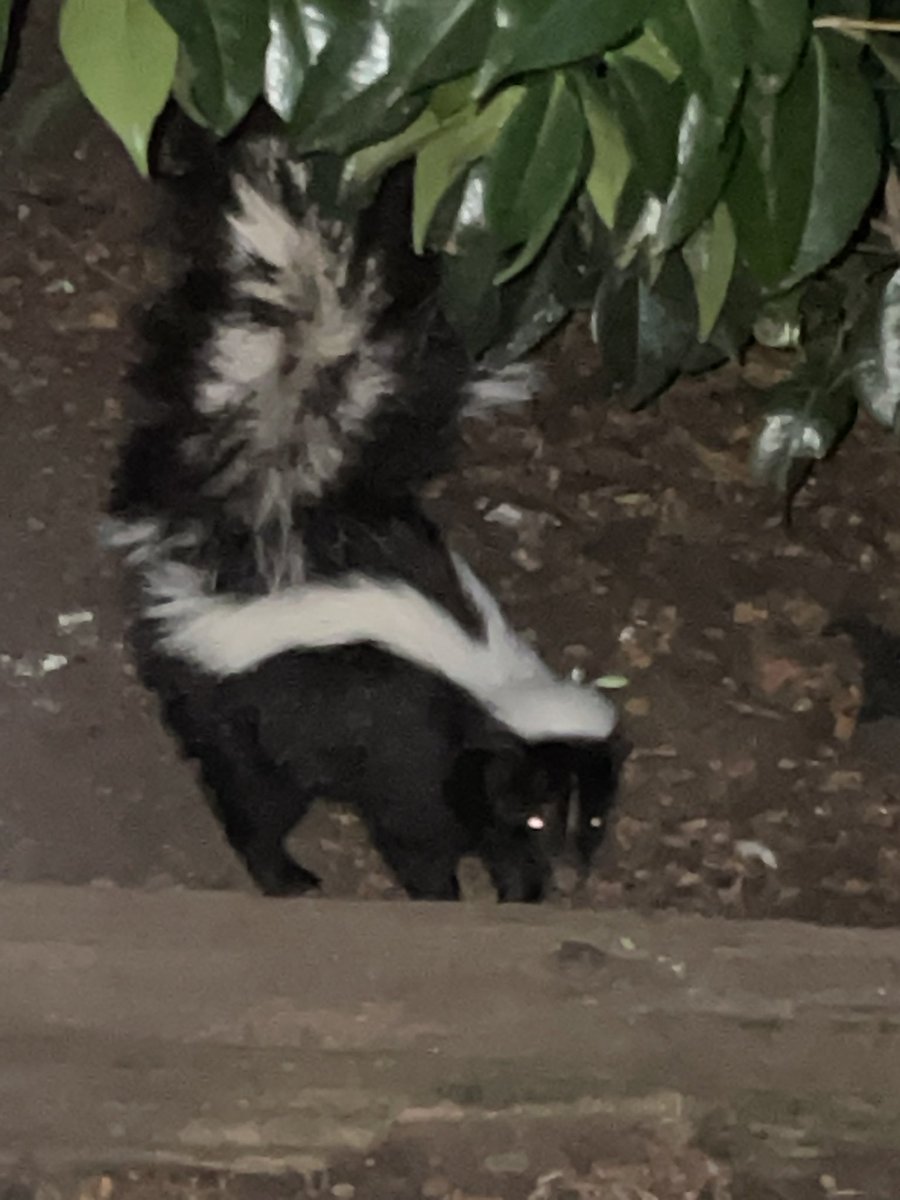 Opiumbrella's tweet photo. New cat at dinner tonight 😂 https://t.co/mqS5qsyjME