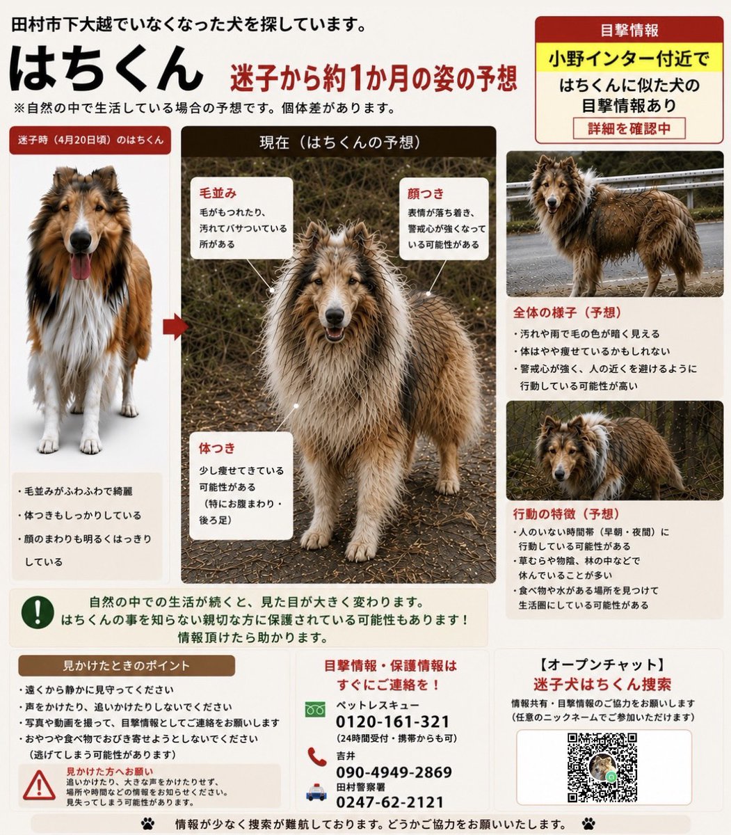 puchi_puchi_pu's tweet photo. 【拡散希望】福島県田村市の迷子犬シェルティのはちくん。5/29小野インター、5/31滝根・神俣駅付近で目撃情報がありました。見かけたら写真撮影の上場所をご連絡ください！保護できた場合は画像内の連絡先へすぐにご一報を！どうか皆様のご協力をお願いいたします。 #迷子犬 #田村市 #シェルティ https://t.co/jUBl0WP2fw