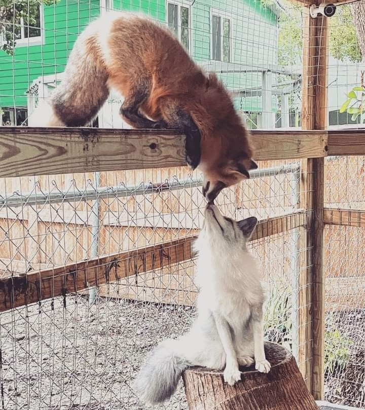 TheFoxLife's tweet photo. this looks like a scene from a disney movie https://t.co/EbRrGaDkyJ
