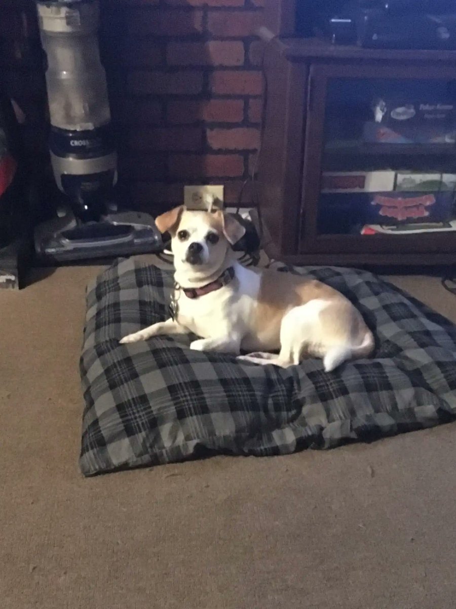 sinister0059's tweet photo. @lilhoneypop My dogs thats precious https://t.co/R6JQjEVXEL