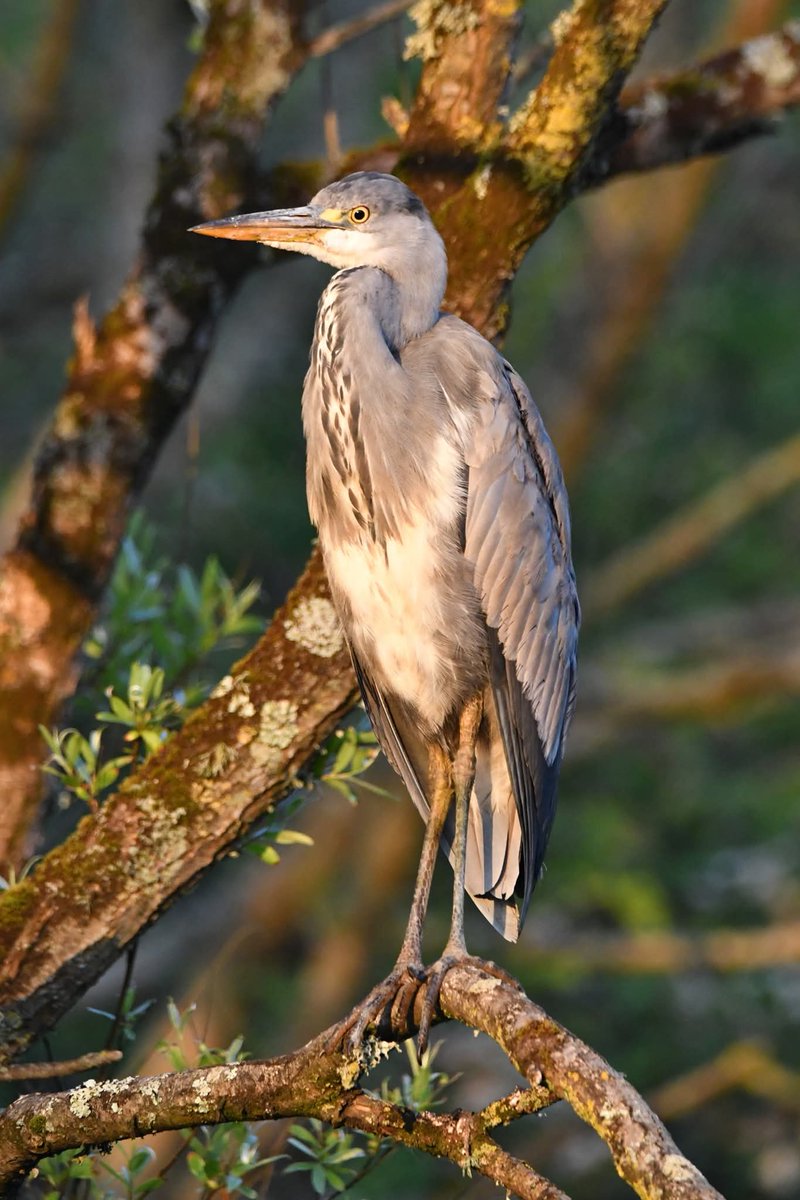 nealesmithworld's tweet photo. Grey Heron 
Bude Cornwall 〓〓
#Bude #Cornwall 
#GreyHeron https://t.co/gVmKjkEm7d