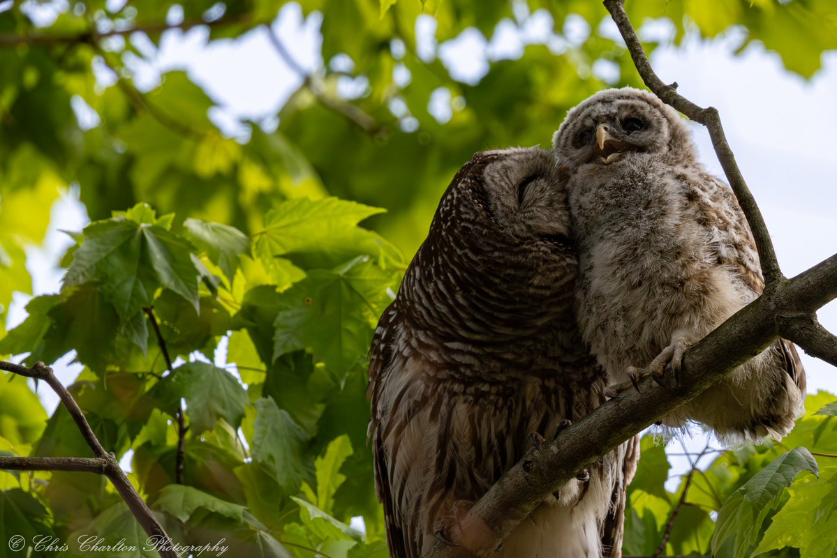 CSDCPhoto's tweet photo. Barred owlet makes a big move to it's first new tree after getting encouraged by Mom. https://t.co/E5ekVWW3e6