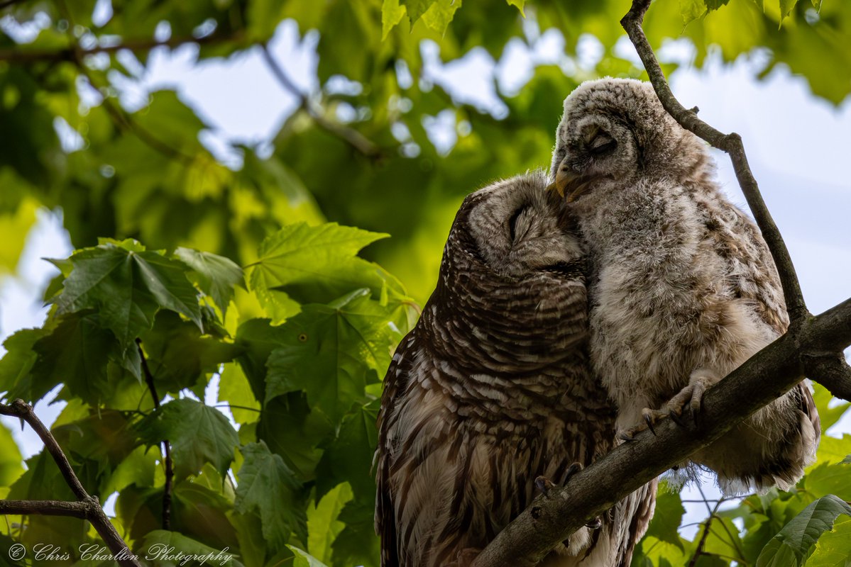 CSDCPhoto's tweet photo. Barred owlet makes a big move to it's first new tree after getting encouraged by Mom. https://t.co/E5ekVWW3e6
