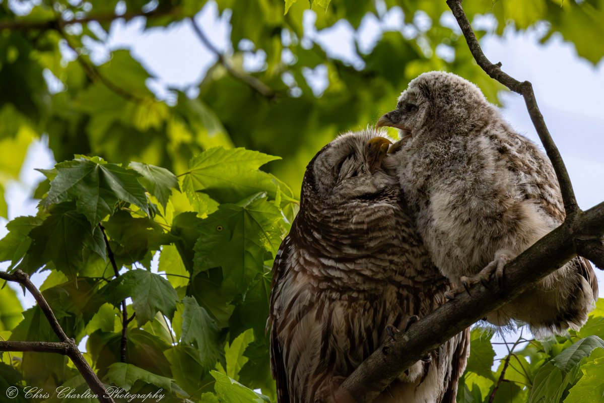 CSDCPhoto's tweet photo. Barred owlet makes a big move to it's first new tree after getting encouraged by Mom. https://t.co/E5ekVWW3e6