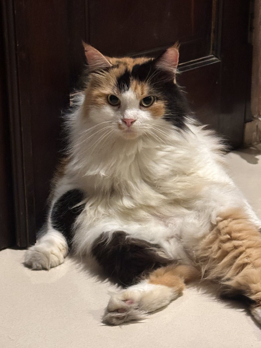 halo aku kucing tweet media