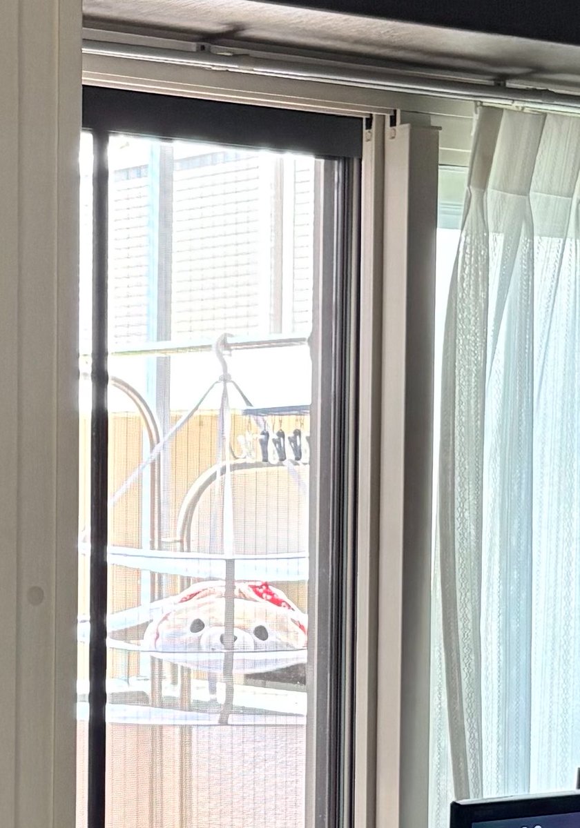 serihaking's tweet photo. 明日から天気が崩れるからその前に…と
今日朝から
うちのさすけ🐶を洗濯機で回して
直射日光が当たらないうちに
自然乾燥中！
通りすがりに見る度、窓の外からこっち見てくる🐶かわええꉂ🤣𐤔𐤔
#豆しば三兄弟
#弟子さすけ https://t.co/D3iUL68vBU