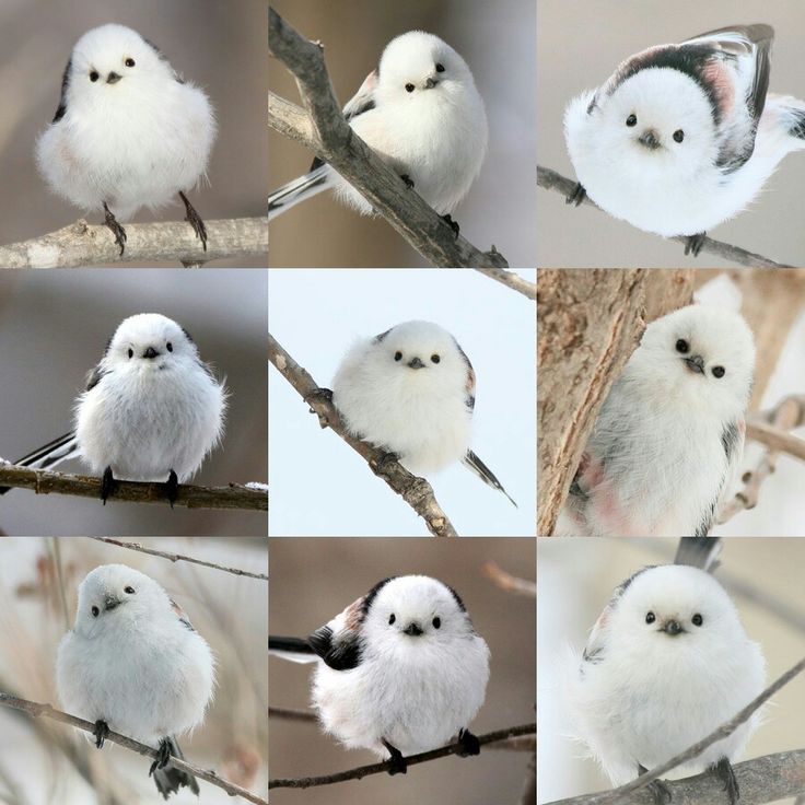 Birds1887579's tweet photo. https://t.co/WKbMQnibFF