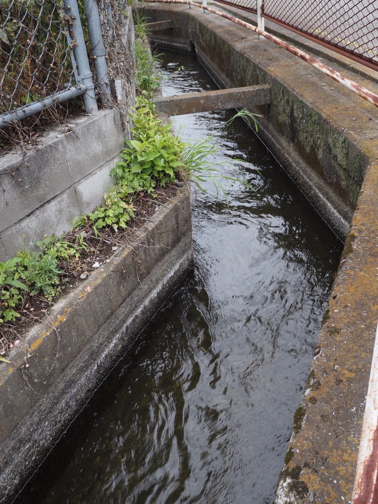 frog_frog's tweet photo. 田植えの季節なのに多摩川の水量が少なく、用水路にも影響が。
四谷用水 古屋敷堀で比較。去年は側溝の白い跡まで水があった。日によって変化するようですが、撮影した日の水量は例年の半分から1/3くらい！
稲への影響も心配。明日からの雨で水不足も解消するでしようか。
←2026/5/24    2025/6/5→ https://t.co/o7Wy5J82JV