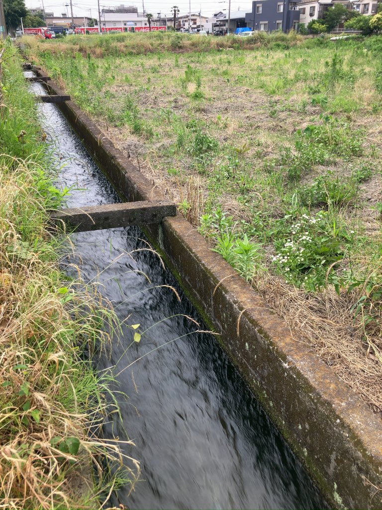 frog_frog's tweet photo. 田植えの季節なのに多摩川の水量が少なく、用水路にも影響が。
四谷用水 古屋敷堀で比較。去年は側溝の白い跡まで水があった。日によって変化するようですが、撮影した日の水量は例年の半分から1/3くらい！
稲への影響も心配。明日からの雨で水不足も解消するでしようか。
←2026/5/24    2025/6/5→ https://t.co/o7Wy5J82JV