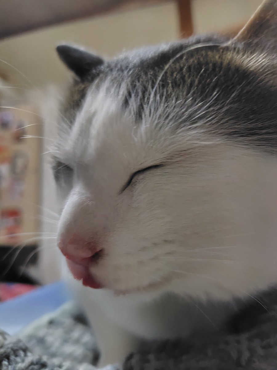 hito2san's tweet photo. 暑いです…💦
ちたお😼、ちょびっと👅
#猫　#猫好き　#猫と暮らす https://t.co/RXaYc98teO