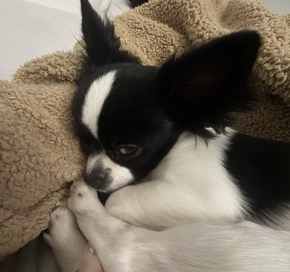 akagargula's tweet photo. I swear my dog looks at me like he hates me more than life itself https://t.co/VaZx4TgwwS