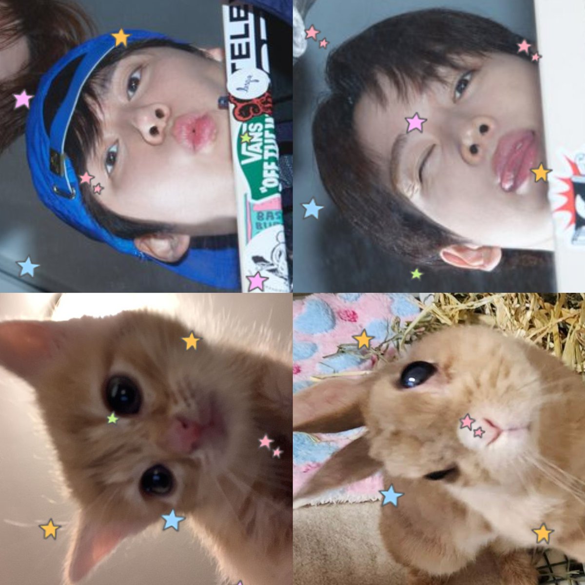 nananekonie's tweet photo. 돌냥 토숑🐈🐇 ( #은숑 ) https://t.co/xTTvSCftgL