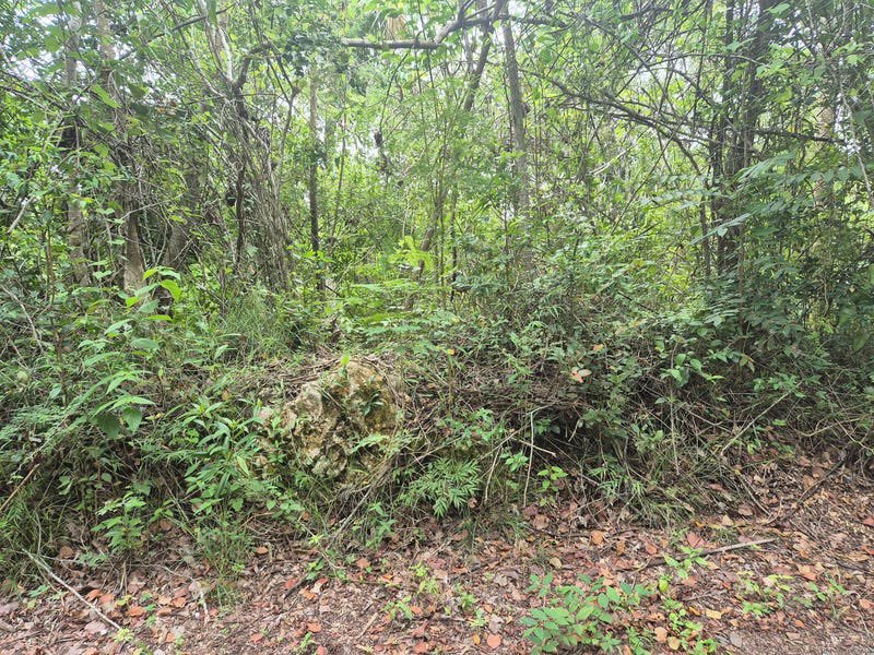 landandlegacyja's tweet photo. LAND · FOR SALE

433 Barry And Lloyds, St. Catherine
135,308 sqft (3.11 acres)
J$5,500,000 (US$34,810)
Mortgage: J$38,061 (US$241) p/m

Link: https://t.co/ZkINpFfVjx

Join our community to stay updated: https://t.co/2IQauZe616 https://t.co/KYTqJHIbBQ