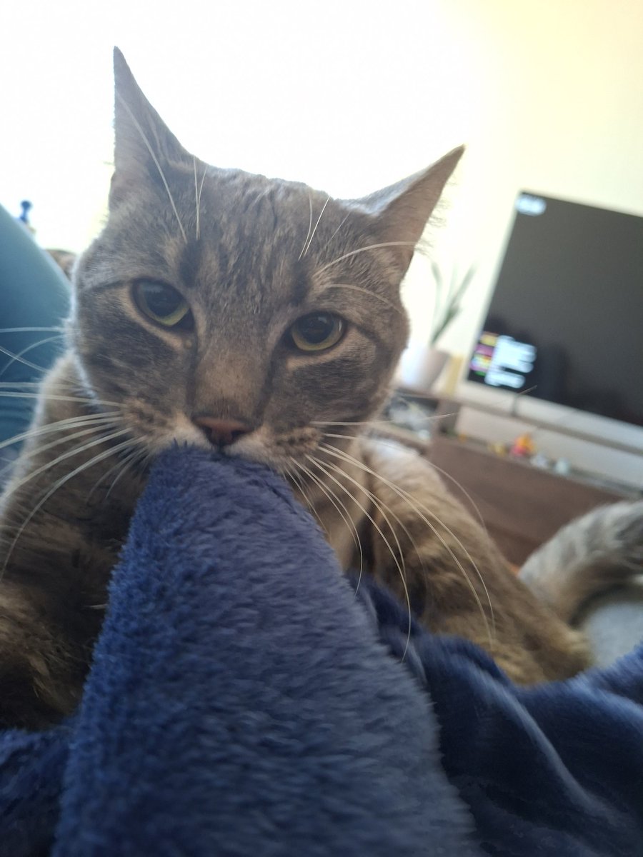 _caiste's tweet photo. #MiMascotaRata mi gato silvestre https://t.co/PnvZMYXQ9l