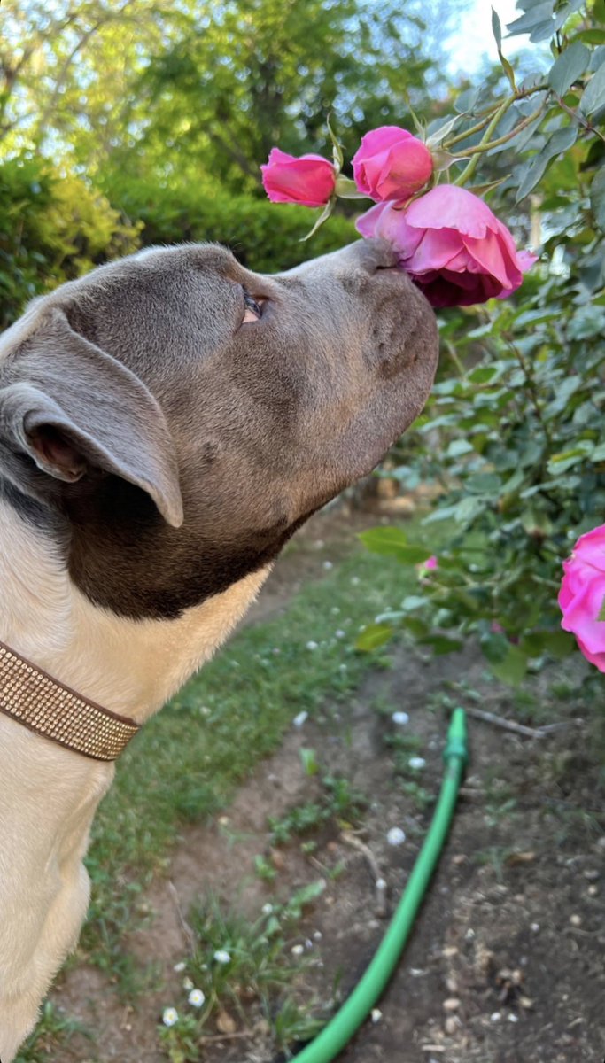 MattyAranguiz's tweet photo. @DescuentosRata #MiMascotaRata Lua https://t.co/fdKEVGE91c