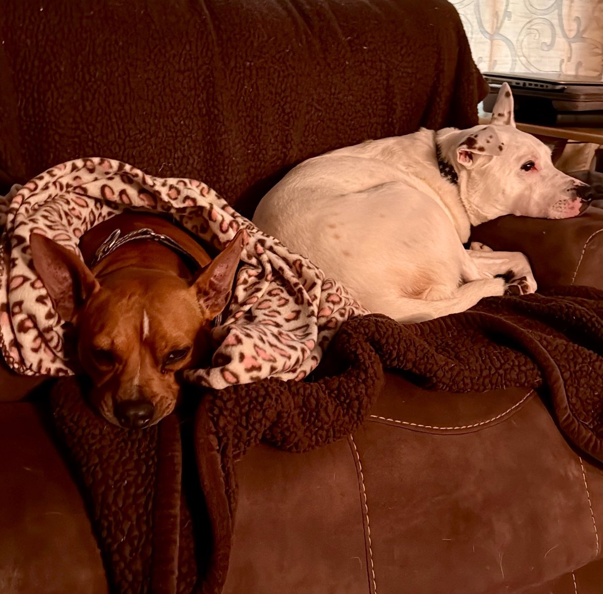 MrsSHTF_NH's tweet photo. Jett &amp; Sonny💜🐶💙 #mondayblues #petsbringustogether #thebesisyettocome #wearecharlie #pitbulls https://t.co/MDPTT7P0hk