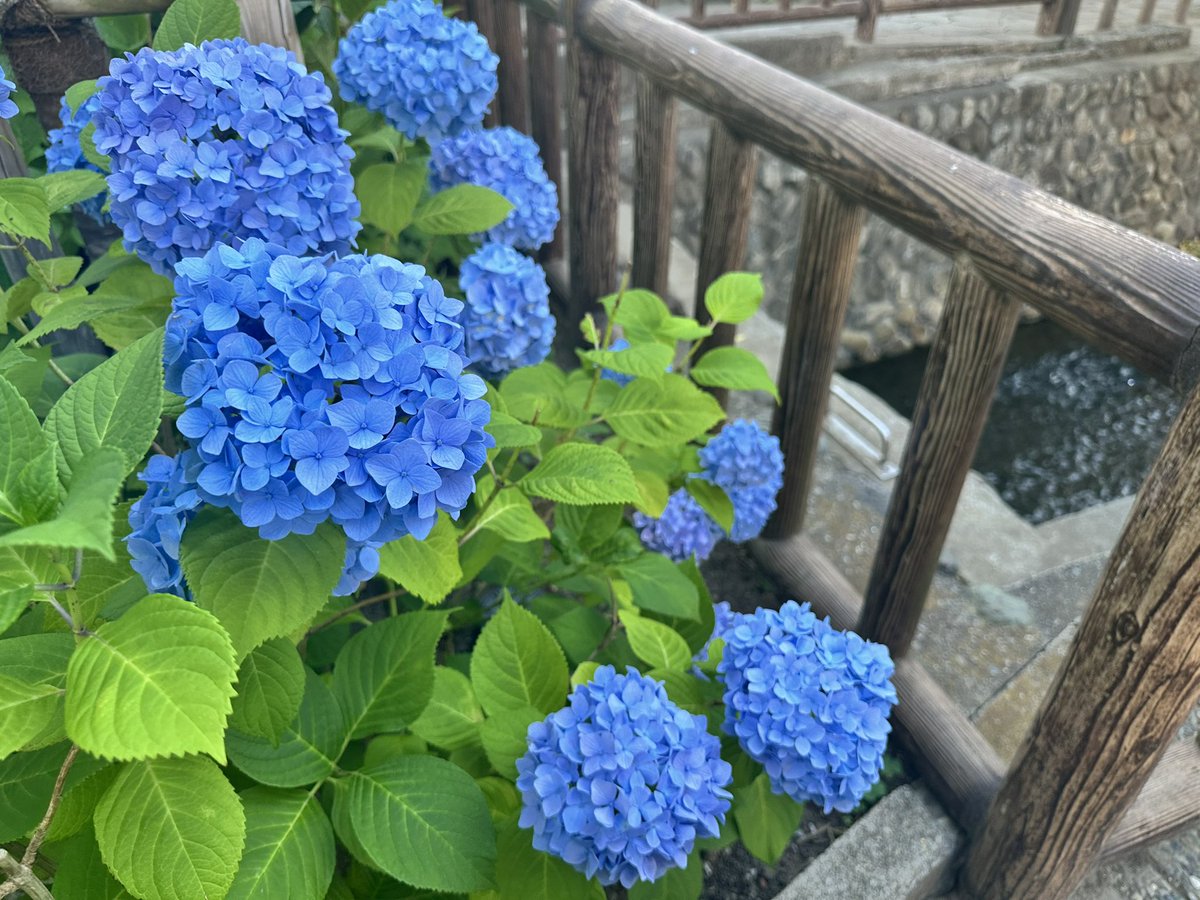 kingyo0907's tweet photo. 6月ですね✨️
これから、煌めく日本の1年で、1番美しい時期を迎えます。
一瞬一瞬を輝やくように、大切に感じたい。
過ごしたいです✨️🩵🌕 https://t.co/9Sj28m9L2k