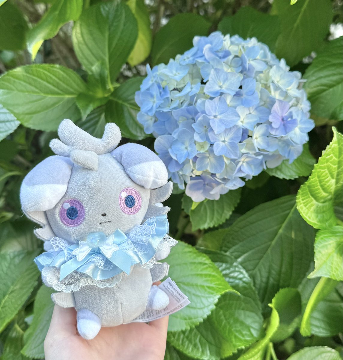 diary_677's tweet photo. 紫陽花🌱🩵 https://t.co/j72TMaZNdB