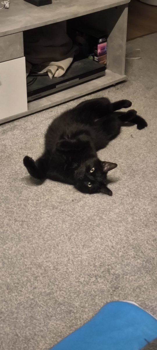 EvilDevilMoni's tweet photo. Unser geliebter Moritz 🥰 Heute vor einem Jahr mussten wir dich mit nur 4 Jahren gehen lassen 🙁😢 es war ein sehr harter Verlust weil du einfach unser Seelenkater warst. Aber du bleibst immer in unserem Herzen und du passt von oben auf deinen Bruder auf 😍 https://t.co/4LjZ1VeIfG