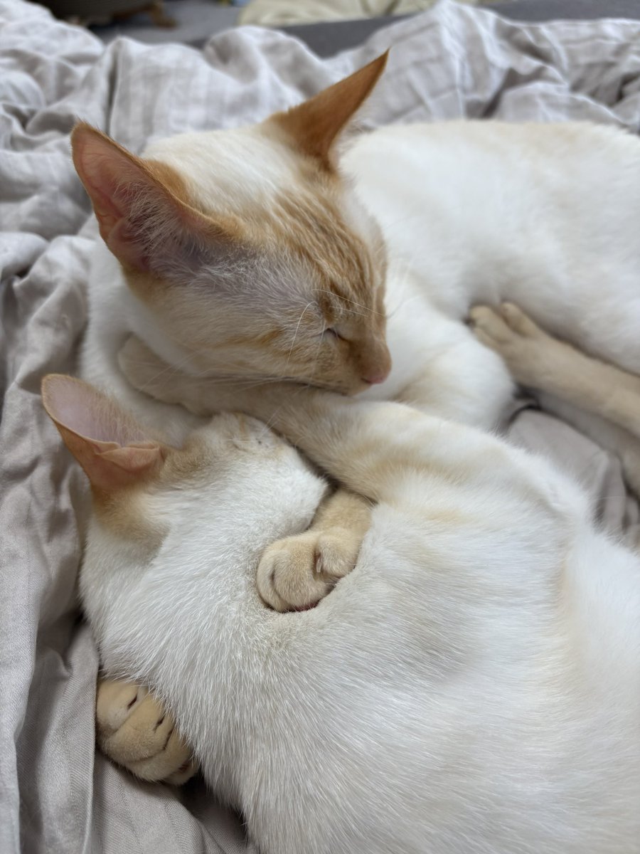 Ren02neeD's tweet photo. ねこが全員ベッドのうえにいるのでみんなでおひるねをします https://t.co/vHREFHUoM8