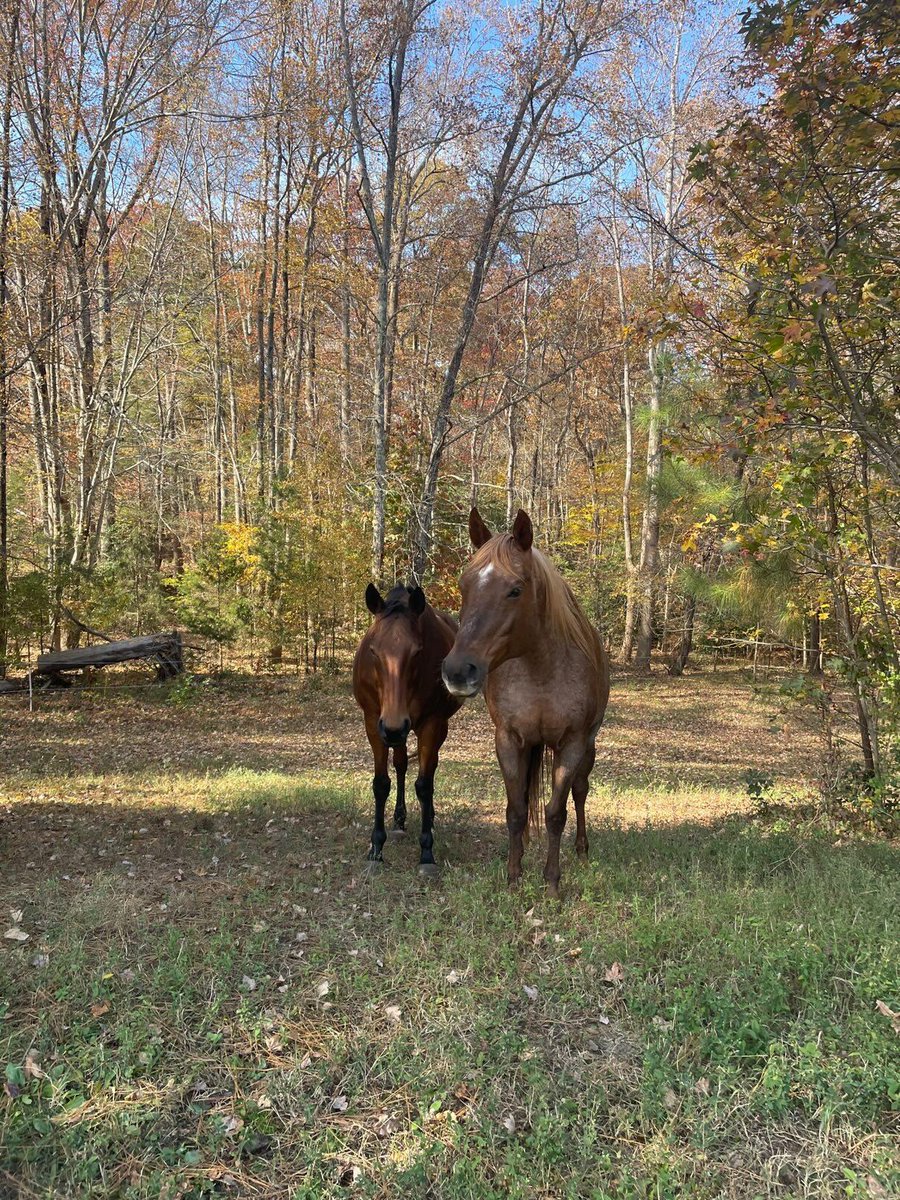 conjunx's tweet photo. Ive been hosting monthly horse life drawing sessions outside of Richmond 🫡🫡
Here are some photos of some of the freakss https://t.co/NJseTLwmnQ