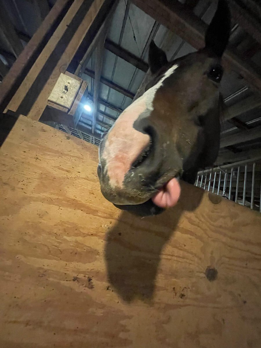 conjunx's tweet photo. Ive been hosting monthly horse life drawing sessions outside of Richmond 🫡🫡
Here are some photos of some of the freakss https://t.co/NJseTLwmnQ
