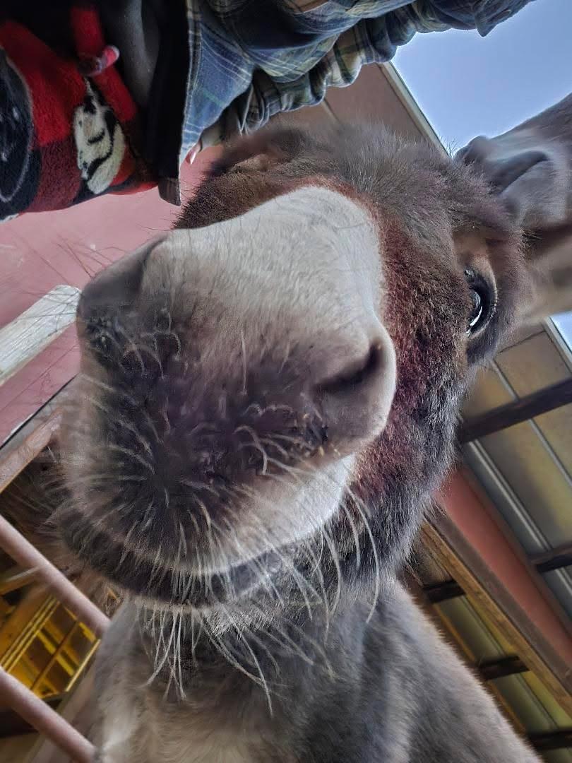 conjunx's tweet photo. Ive been hosting monthly horse life drawing sessions outside of Richmond 🫡🫡
Here are some photos of some of the freakss https://t.co/NJseTLwmnQ