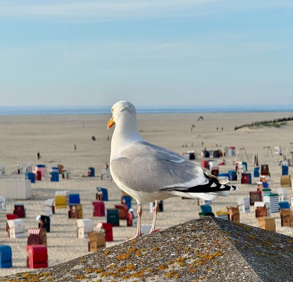 Straw_Berry0210's tweet photo. Guten Morgen 😁👋🏼☀️
#Borkum 🦭♥️ https://t.co/tk738lRv0o