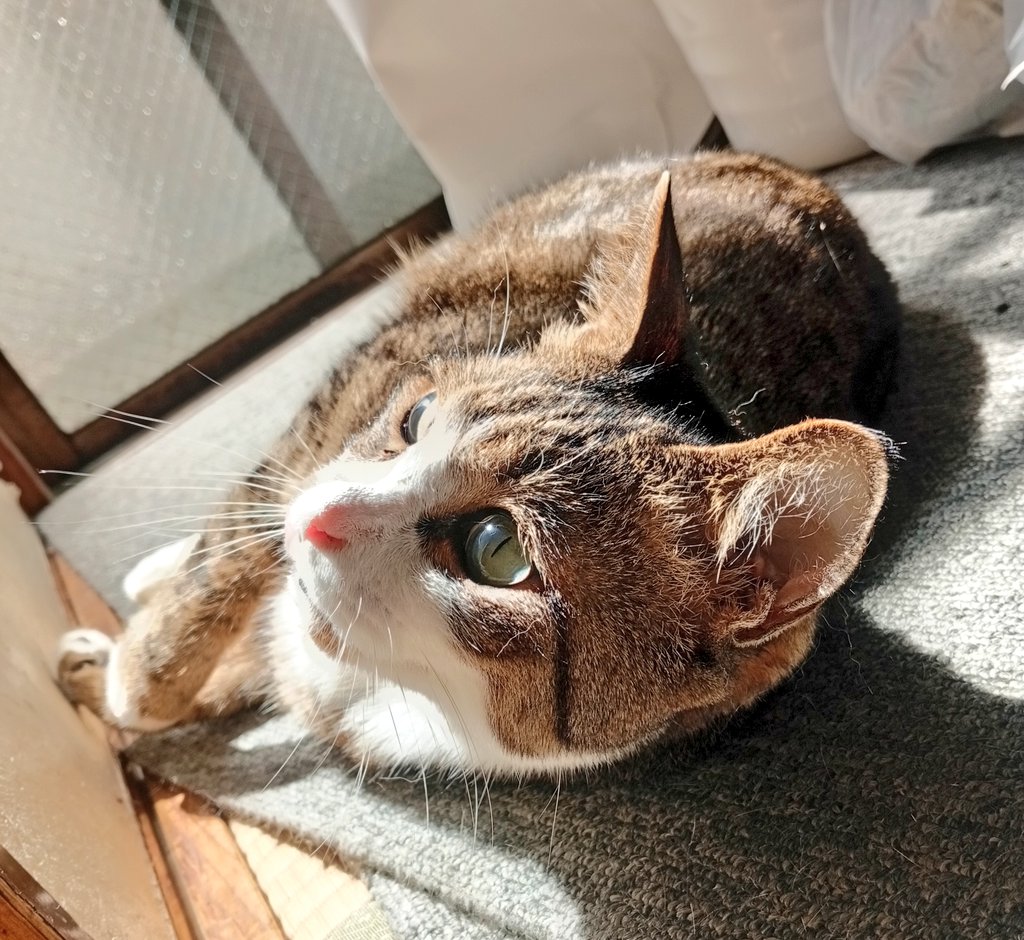 しお@猫好き CAT LOVE🐾👣⸒⸒ tweet media