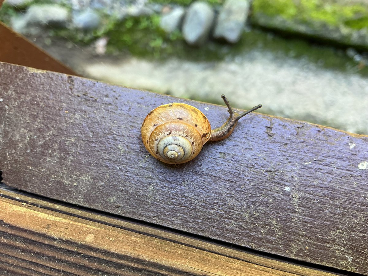heroyama8167's tweet photo. 🐌🐸🤔 https://t.co/W07jmG6Gg5
