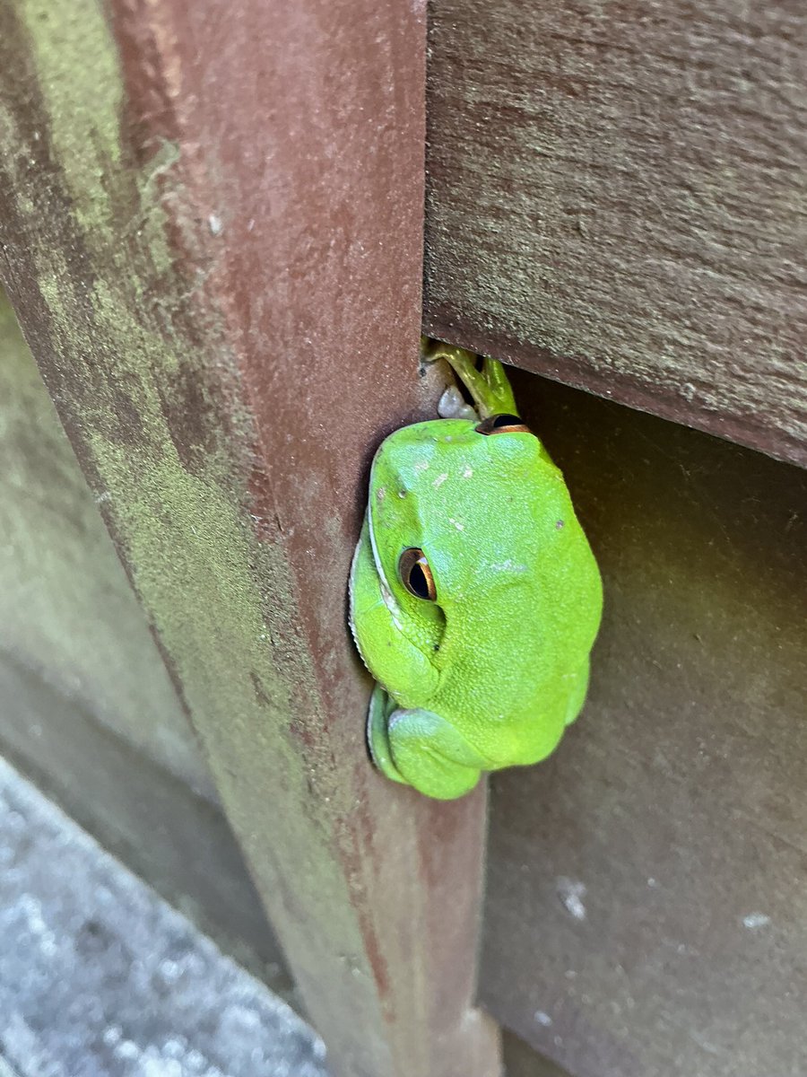 heroyama8167's tweet photo. 🐌🐸🤔 https://t.co/W07jmG6Gg5